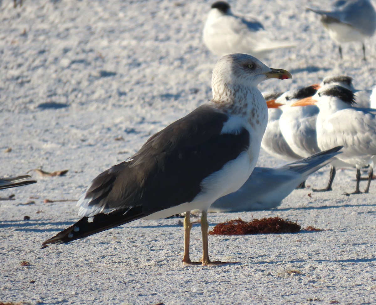 Kaio iluna - ML646873243