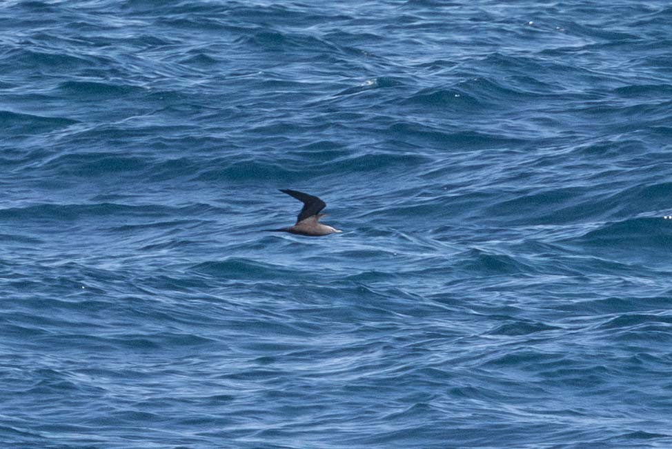 Braunnoddi - ML646873249