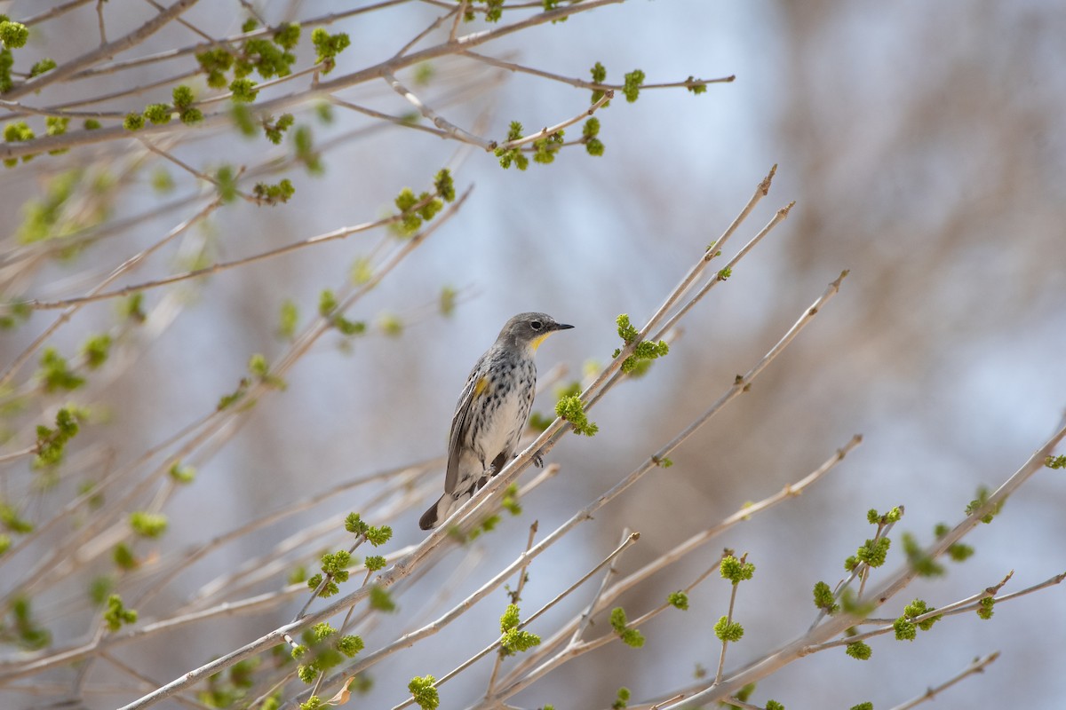 Yellow-rumped Warbler - ML646873250