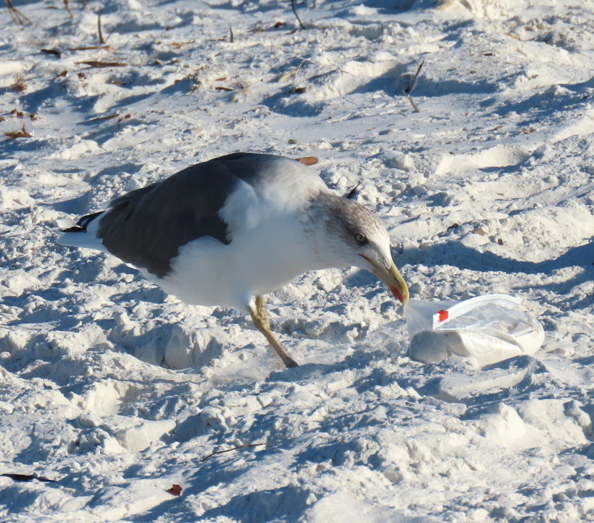 Kaio iluna - ML646873251