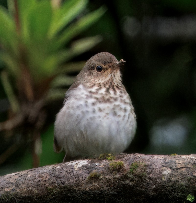 Zwergmusendrossel - ML646873252