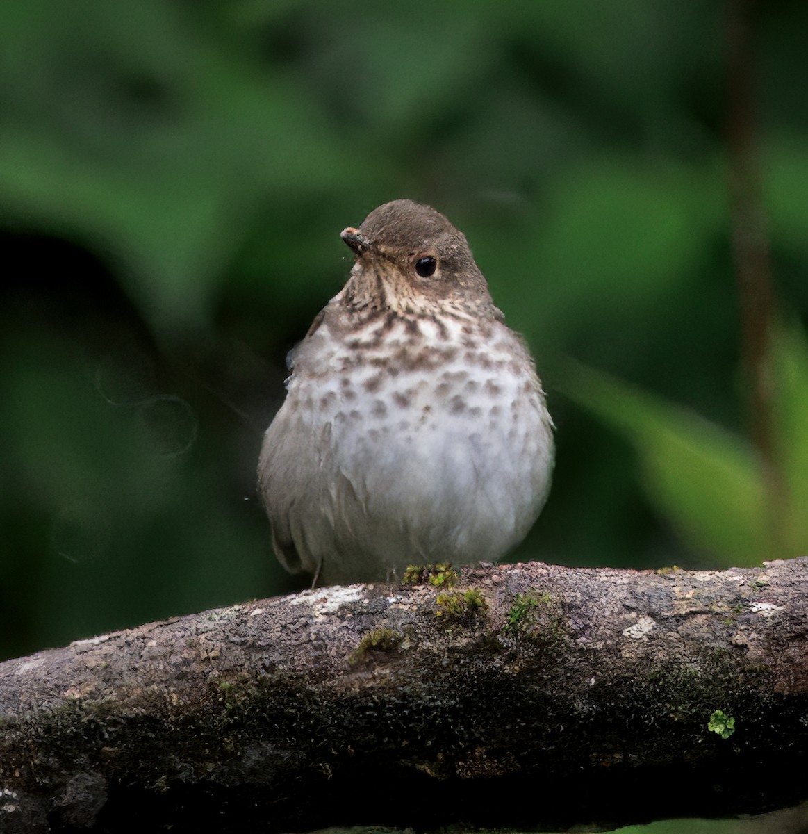 Zwergmusendrossel - ML646873253