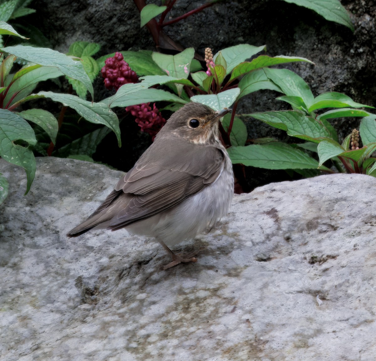 Zwergmusendrossel - ML646873254