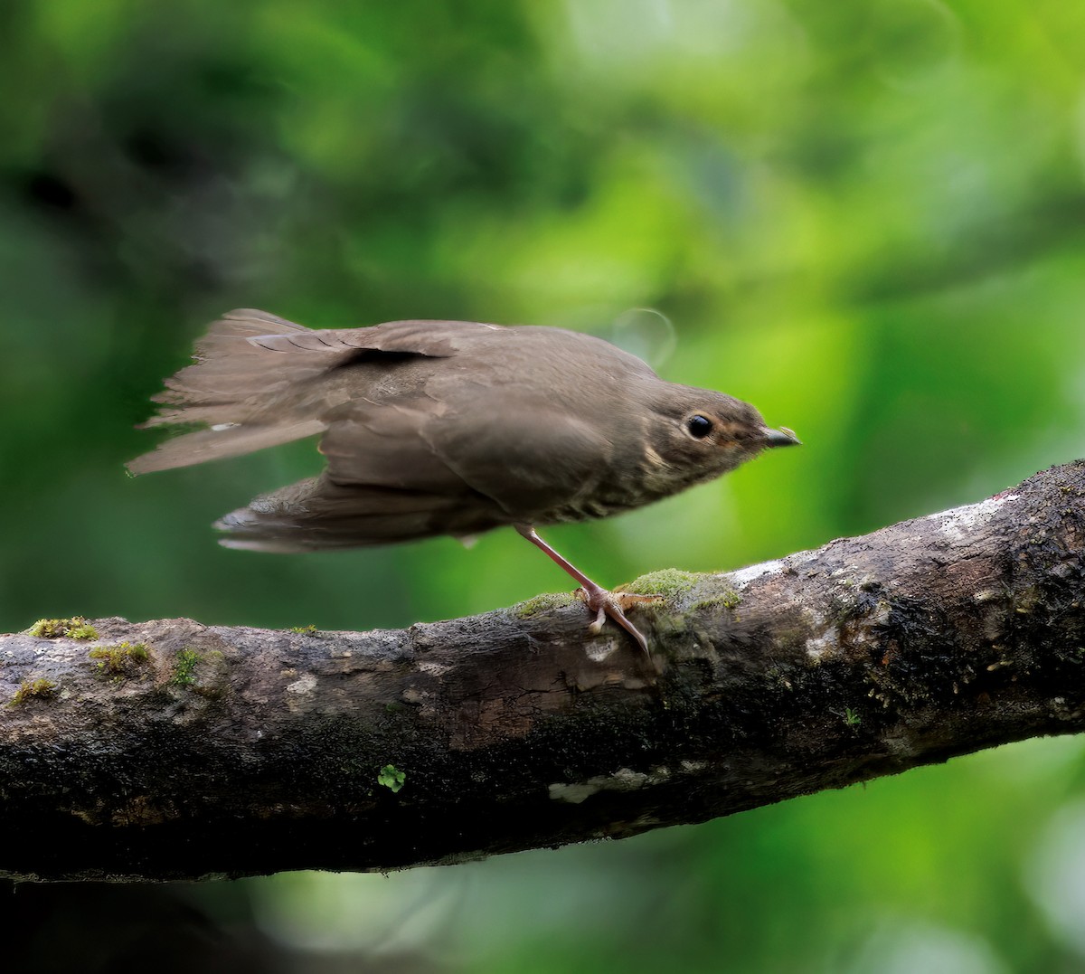 Zwergmusendrossel - ML646873255