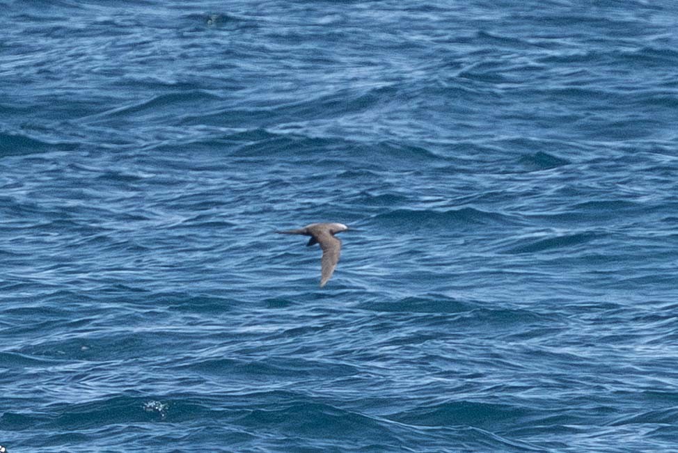 Braunnoddi - ML646873257