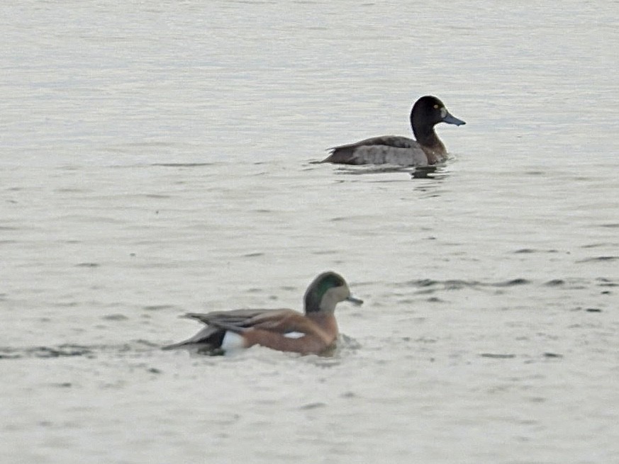 American Wigeon - ML646873258