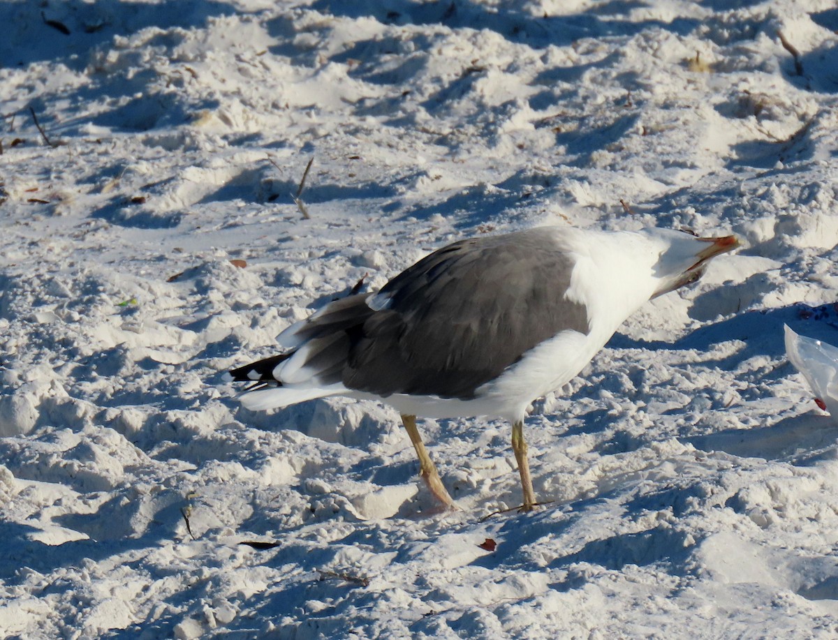 Kaio iluna - ML646873264