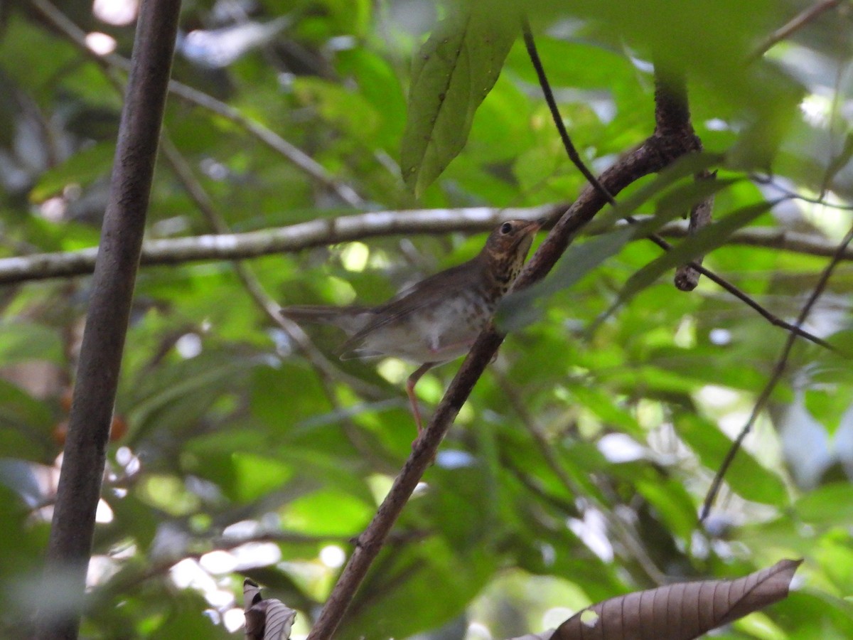 Swainson's Thrush - ML646873265