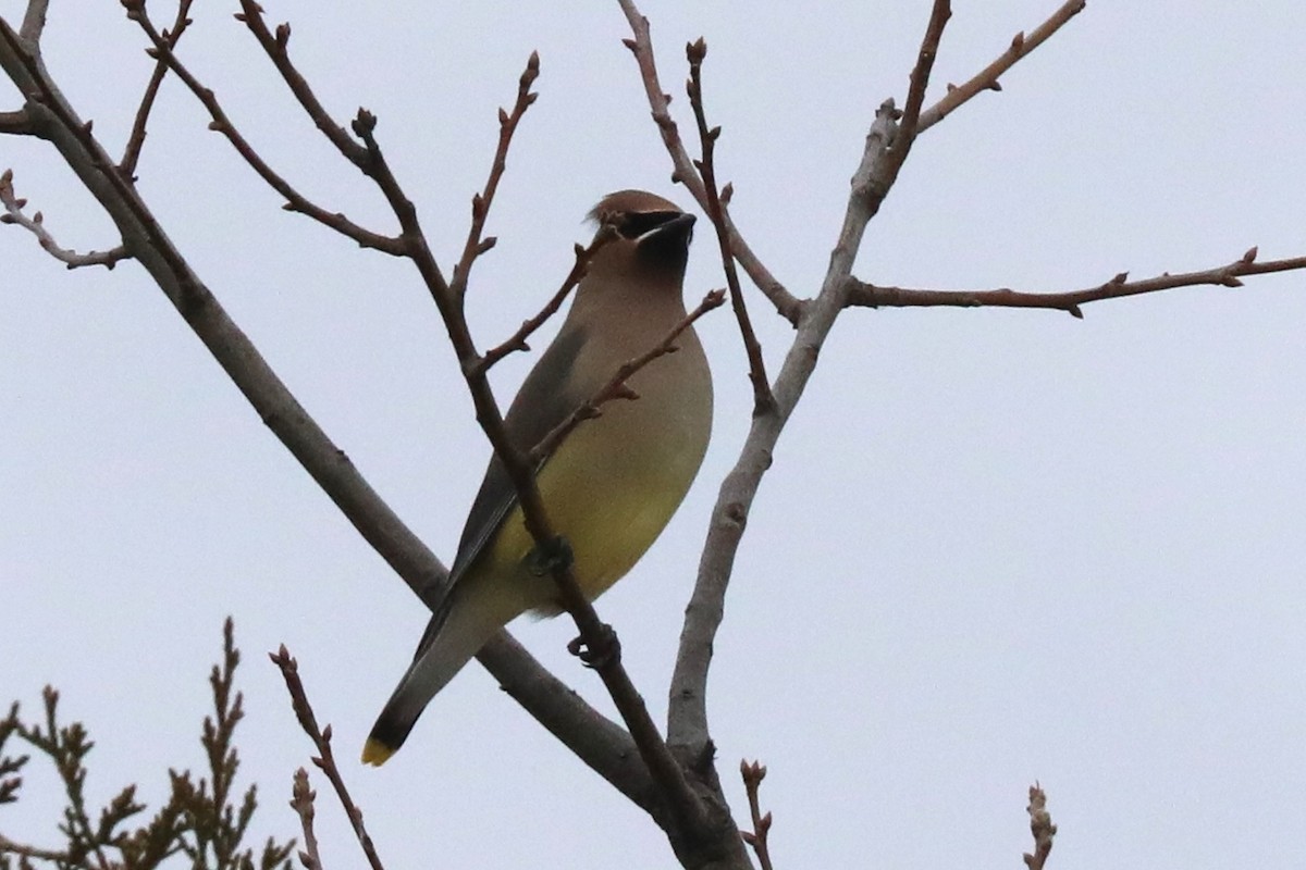 ヒメレンジャク - ML646873267