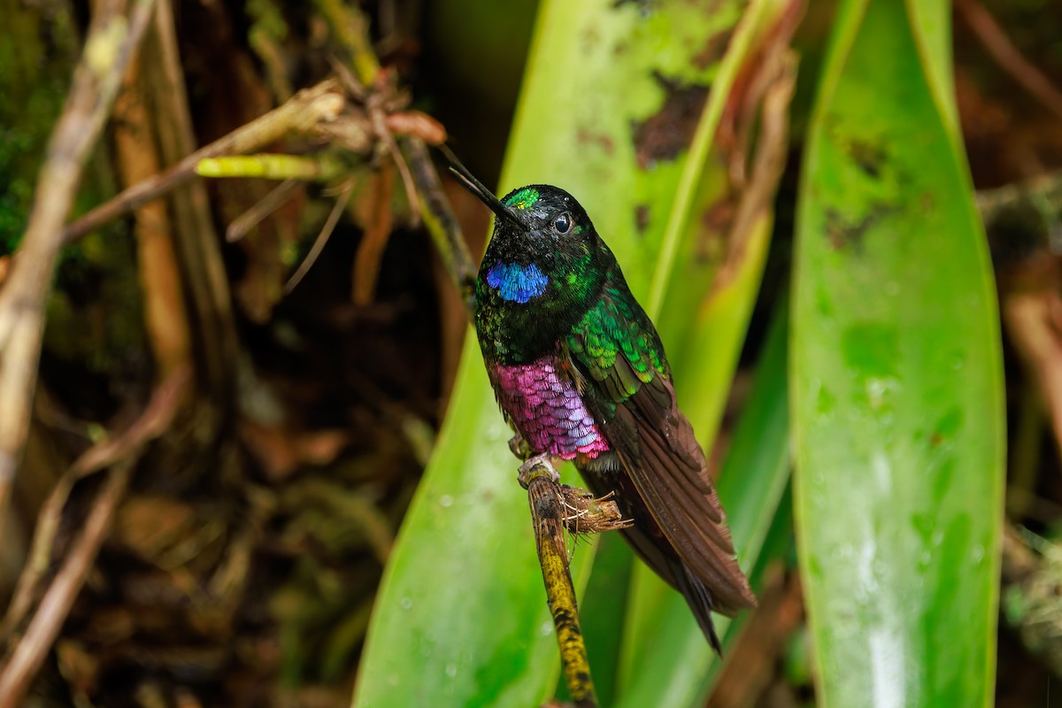 Inca porphyre - ML646873270