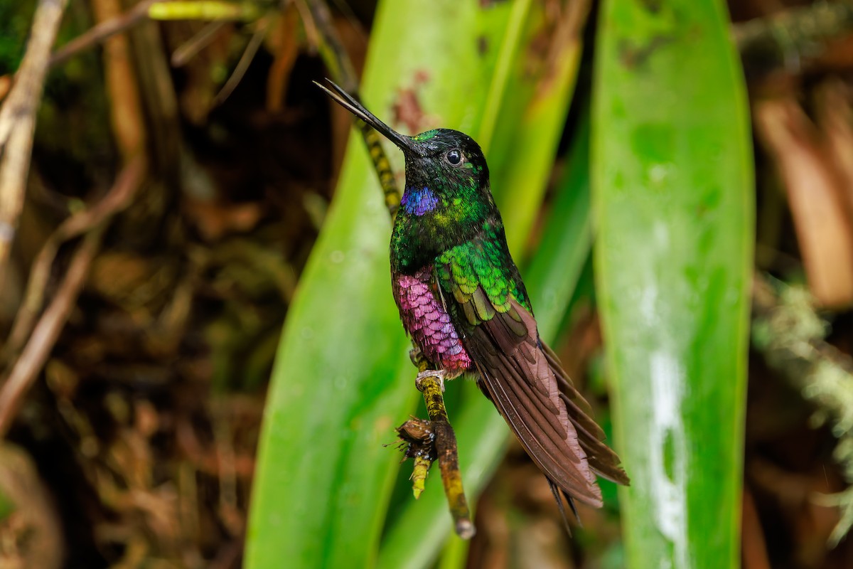 Blue-throated Starfrontlet - ML646873271