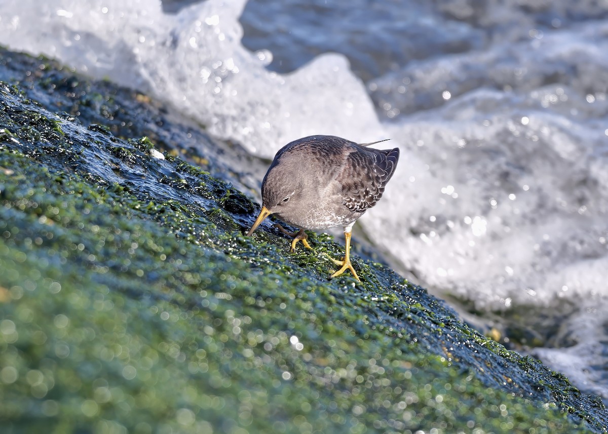Purple Sandpiper - ML646873274