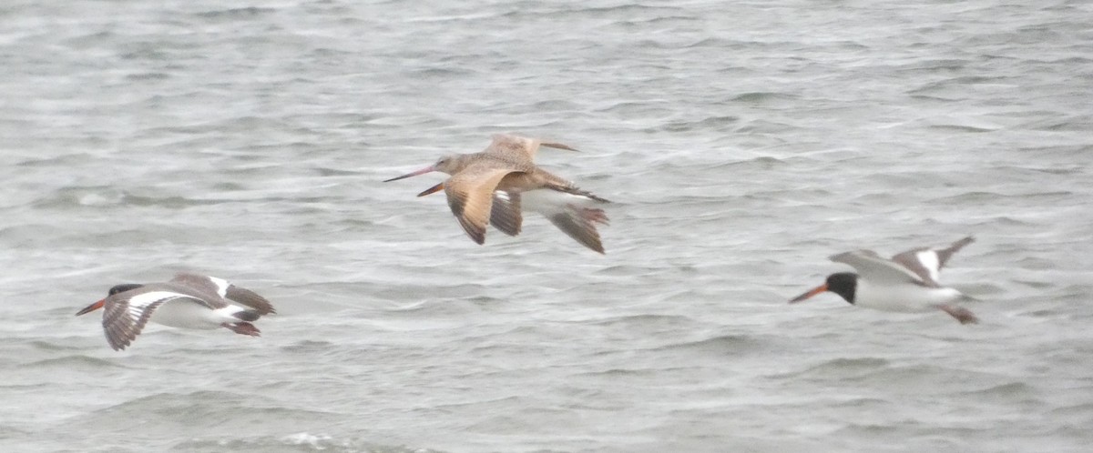 Barge marbrée - ML646873275