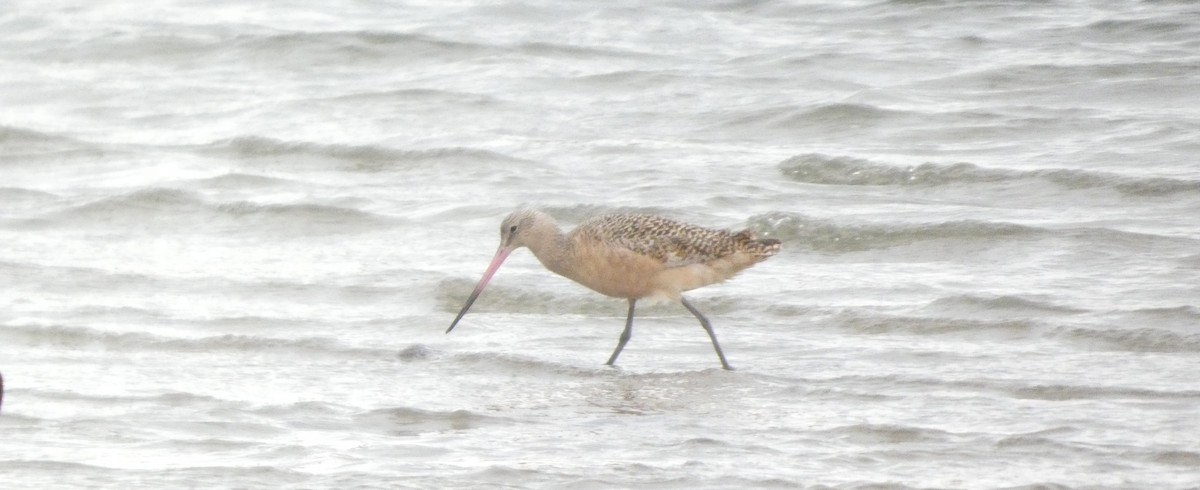 Barge marbrée - ML646873276