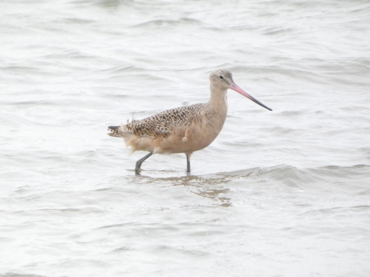 Barge marbrée - ML646873277