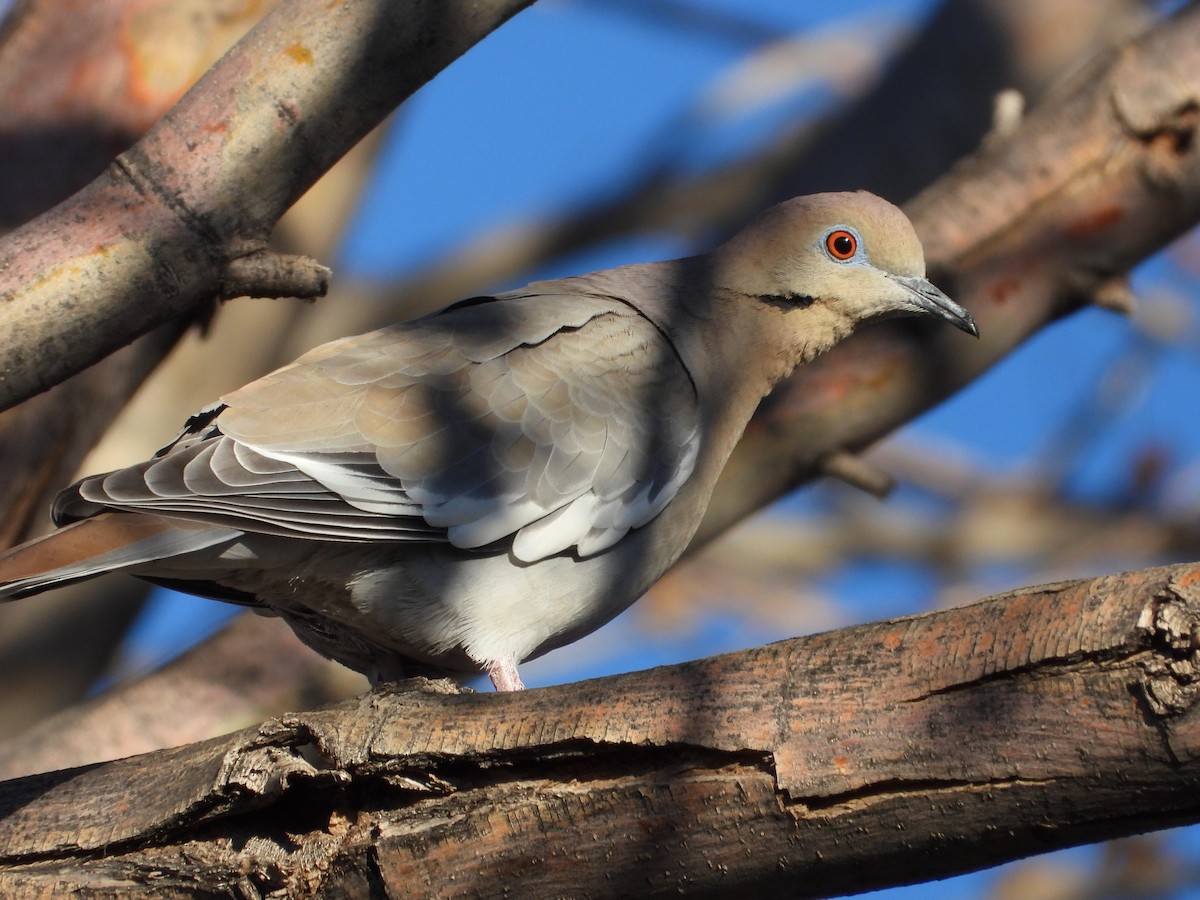 White-winged Dove - ML646873279