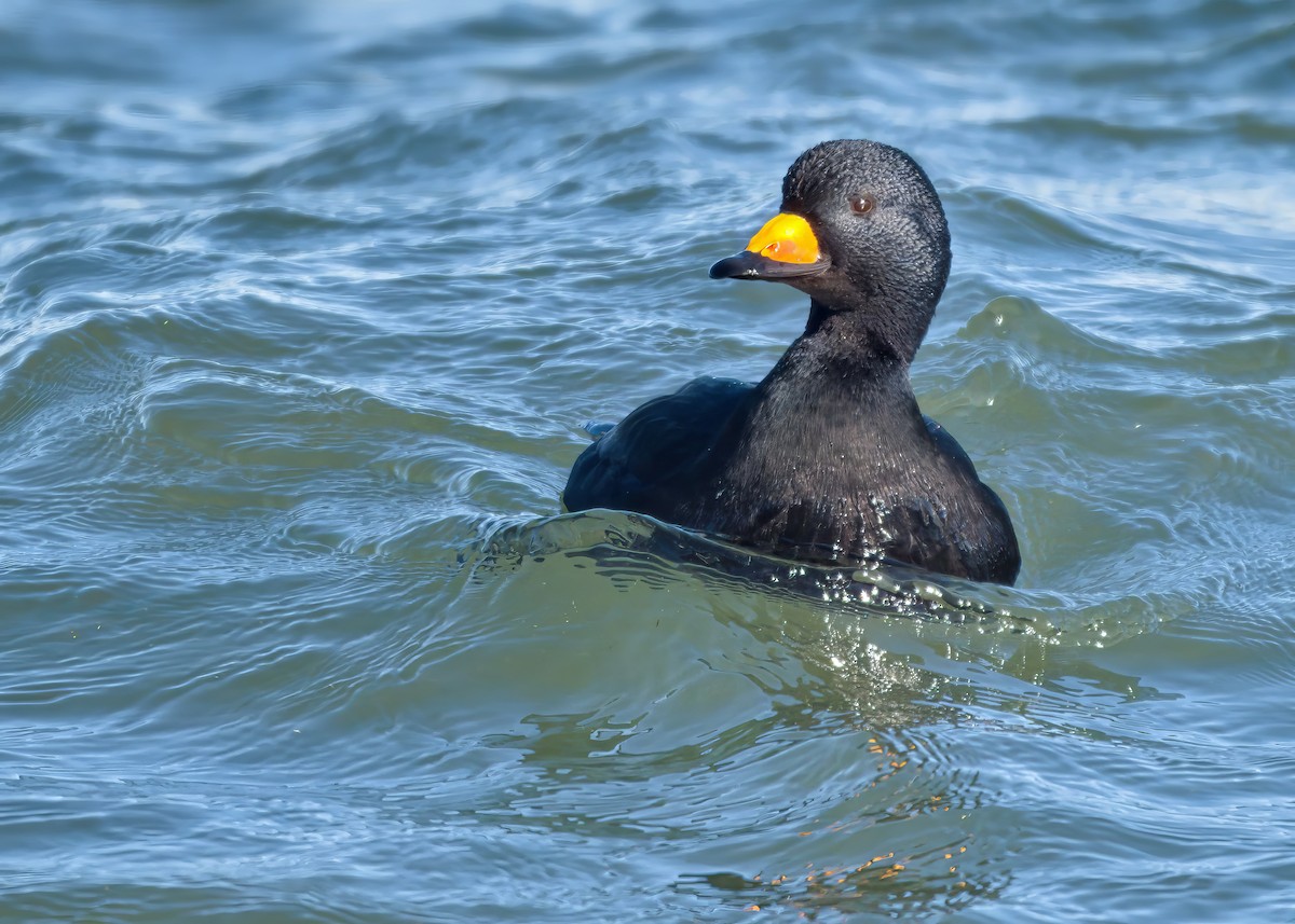 Black Scoter - ML646873284