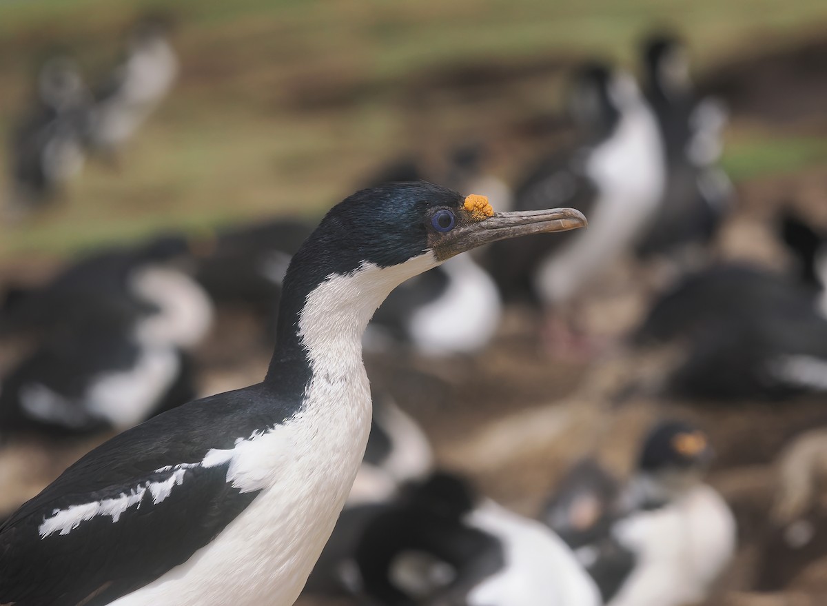 kormorán modrooký - ML646873286