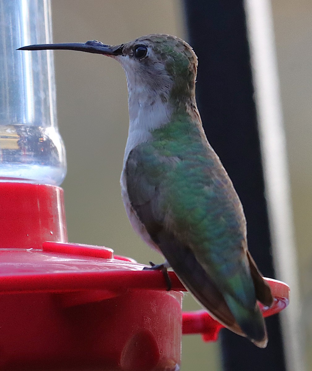Black-chinned Hummingbird - ML646873288