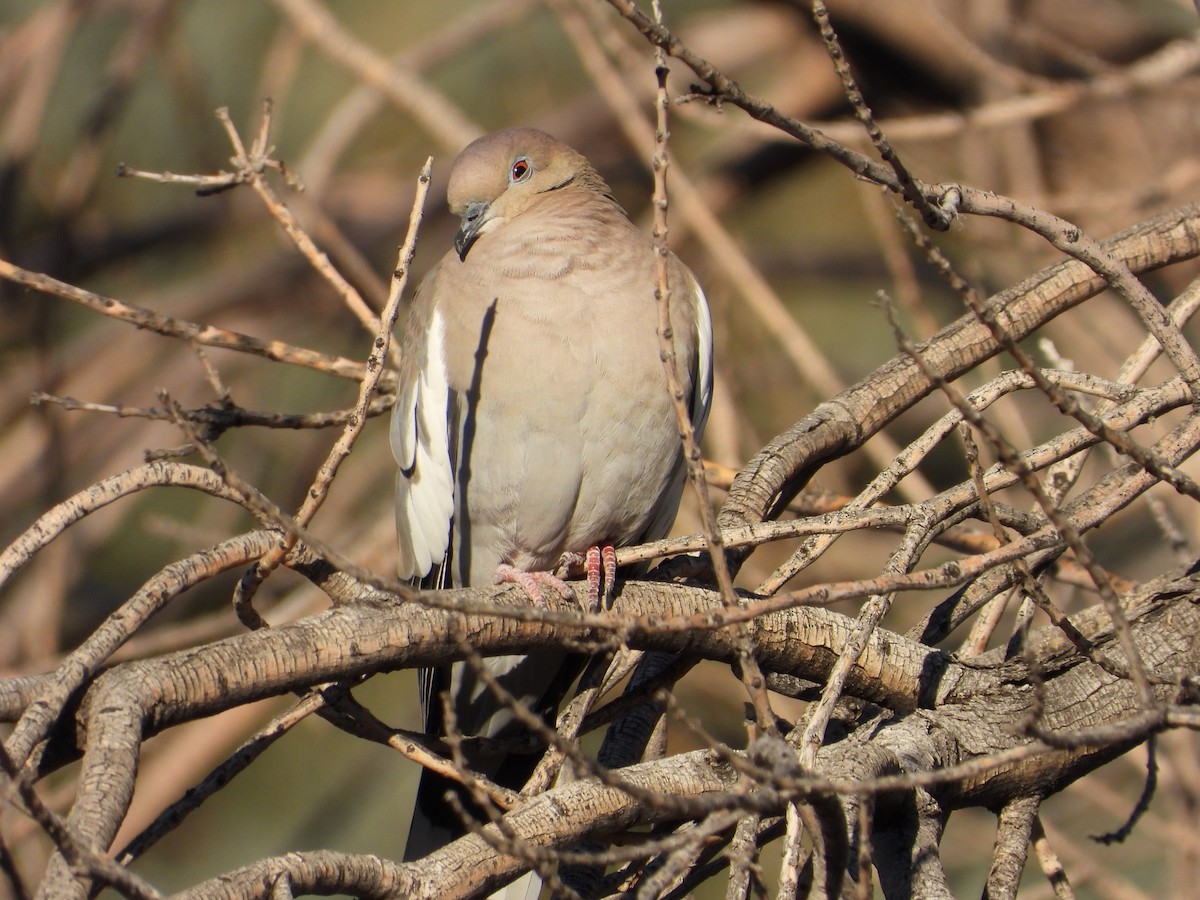 White-winged Dove - ML646873293