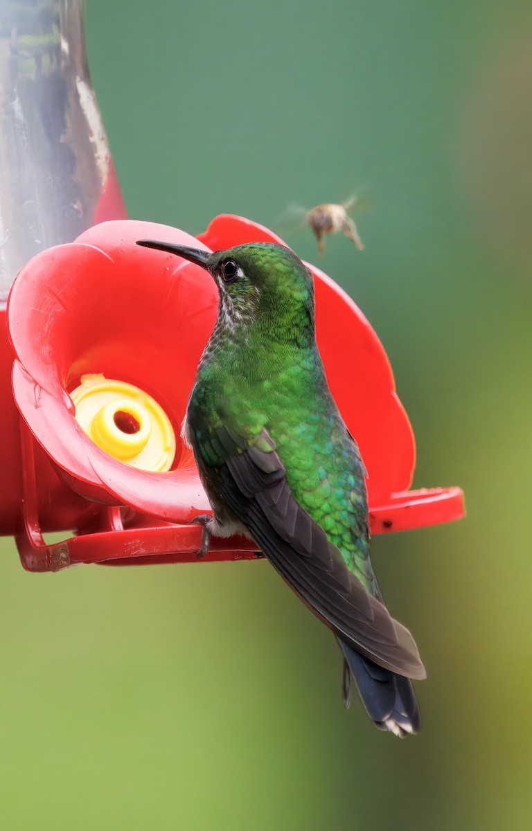 Grünstirn-Brillantkolibri - ML646873295