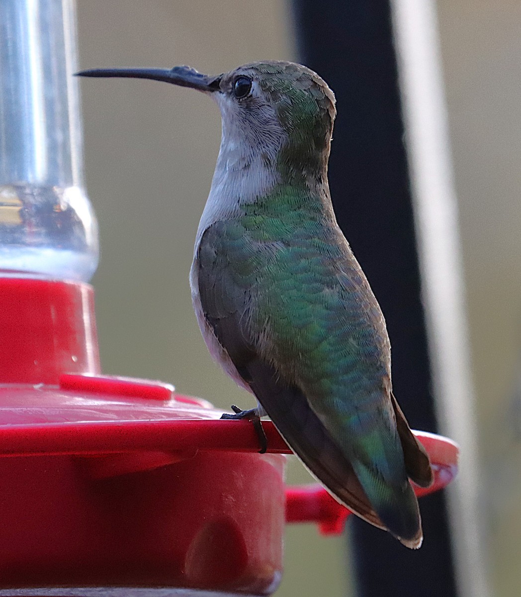Black-chinned Hummingbird - ML646873296