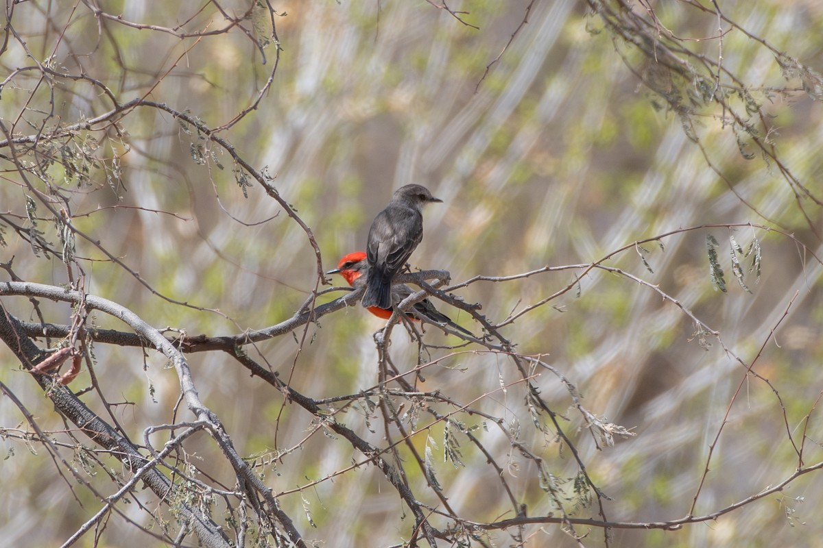 Vermilion Flycatcher - ML646873297