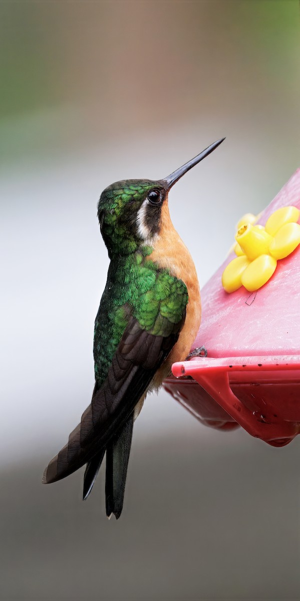 Purpurkehlnymphe - ML646873300