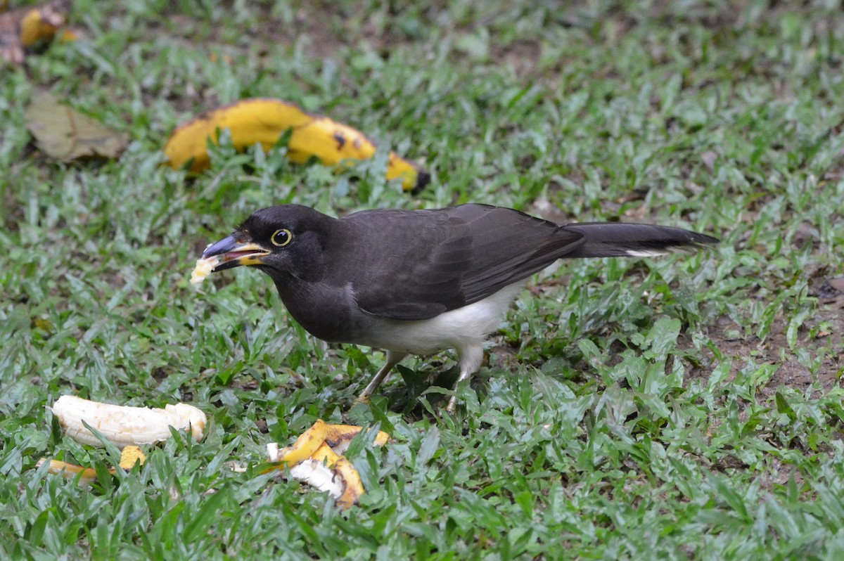 Brown Jay - ML646873302