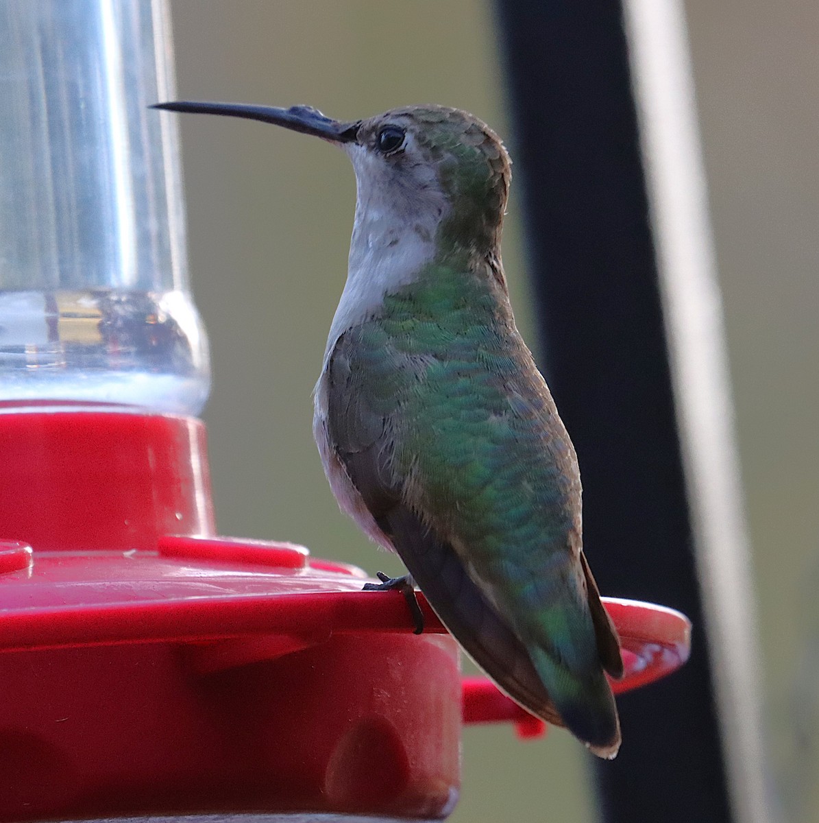 Black-chinned Hummingbird - ML646873303