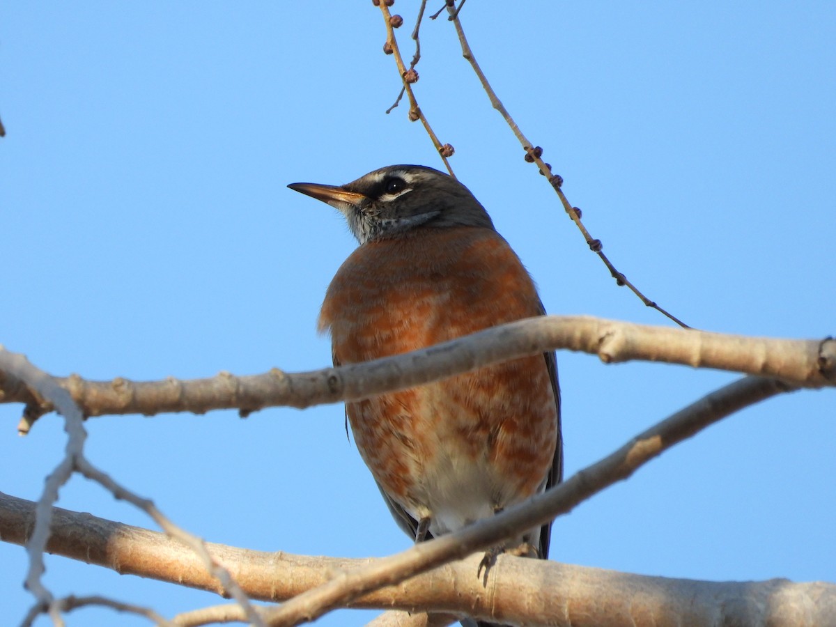קיכלי נודד - ML646873304