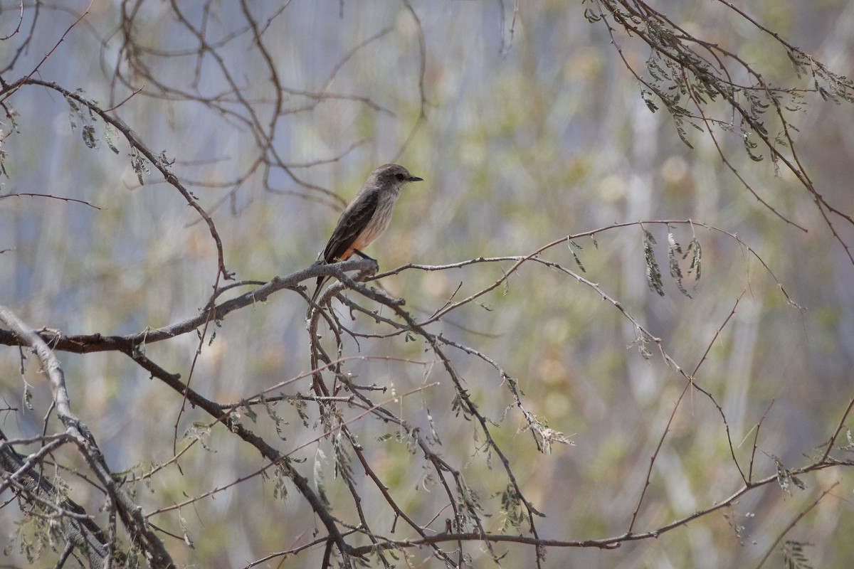 Vermilion Flycatcher - ML646873306