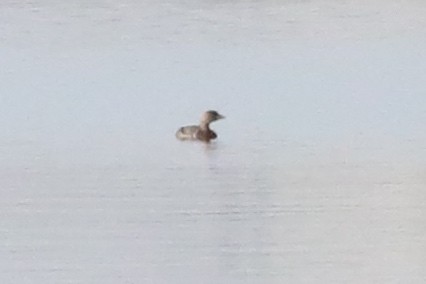 Pied-billed Grebe - ML646873307