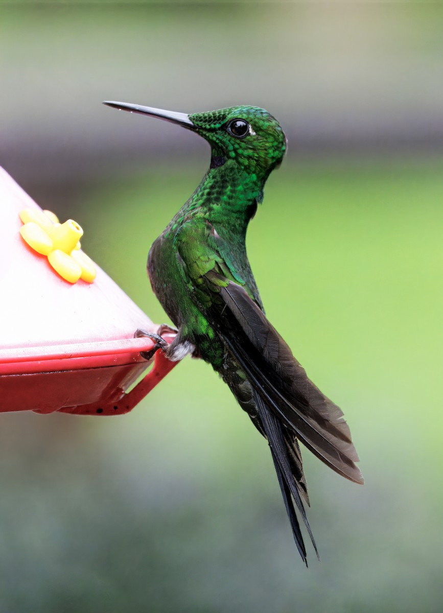 Grünstirn-Brillantkolibri - ML646873308