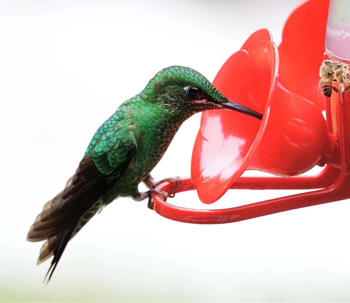 Grünstirn-Brillantkolibri - ML646873309