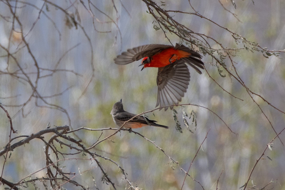 Vermilion Flycatcher - ML646873316