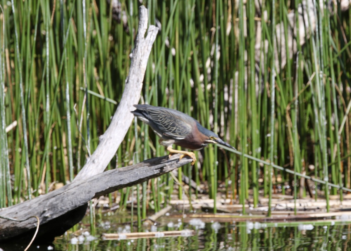 Yeşil Balıkçıl - ML646873320