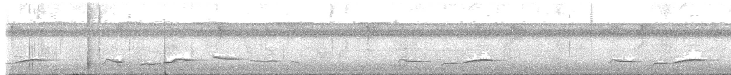 Abbott's Babbler - ML646873321