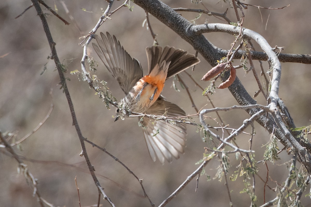 Vermilion Flycatcher - ML646873323