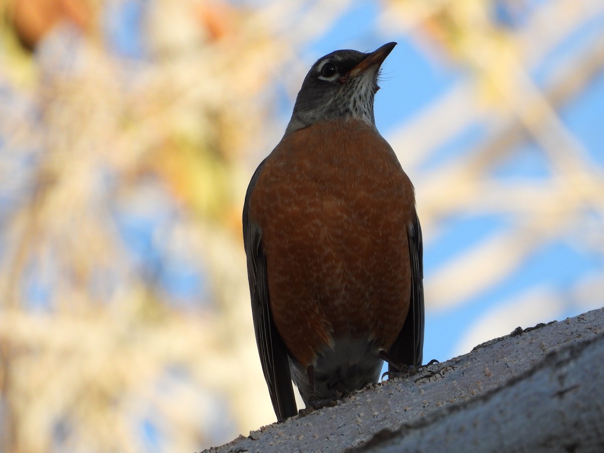 קיכלי נודד - ML646873324