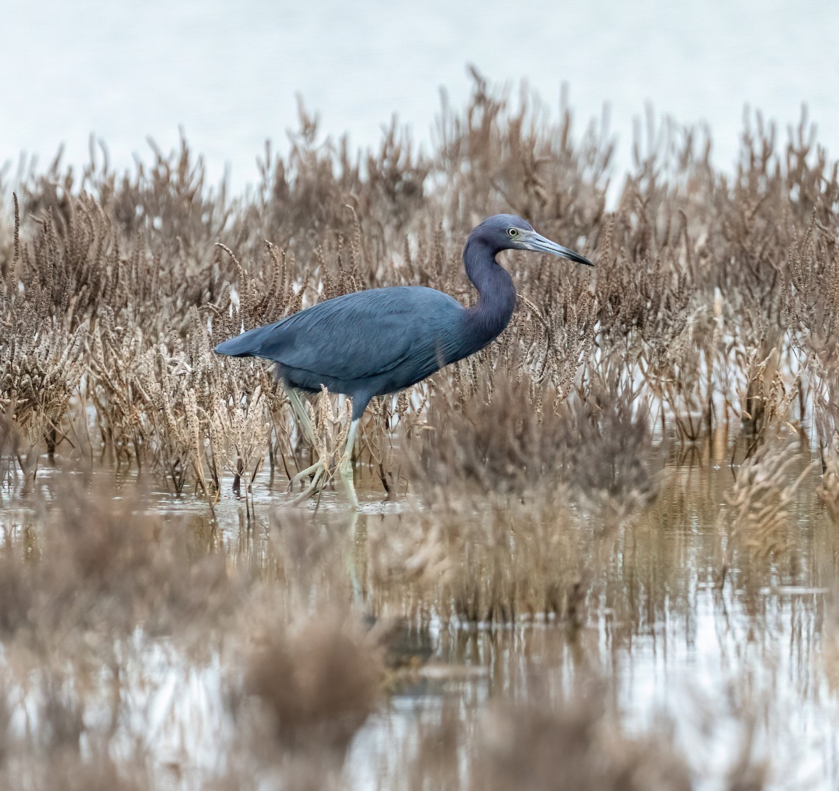 Little Blue Heron - ML646873326