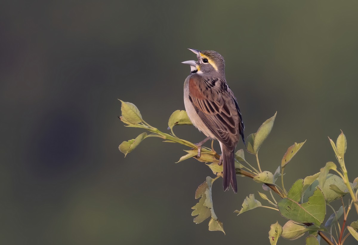 Dickcissel - ML646873327