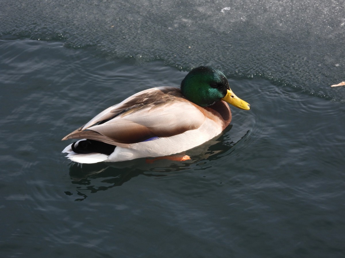 Mallard - ML646873328