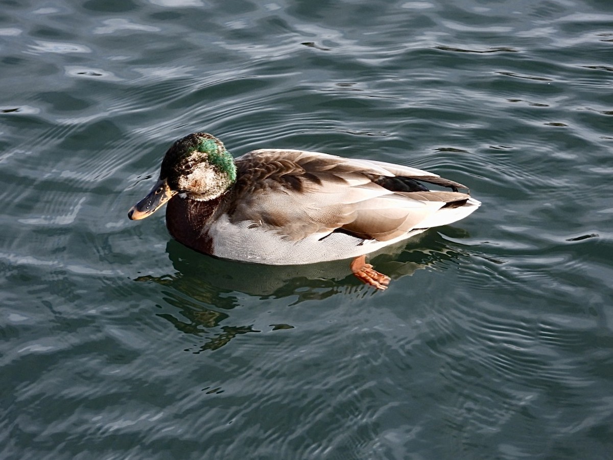 Mallard - ML646873329