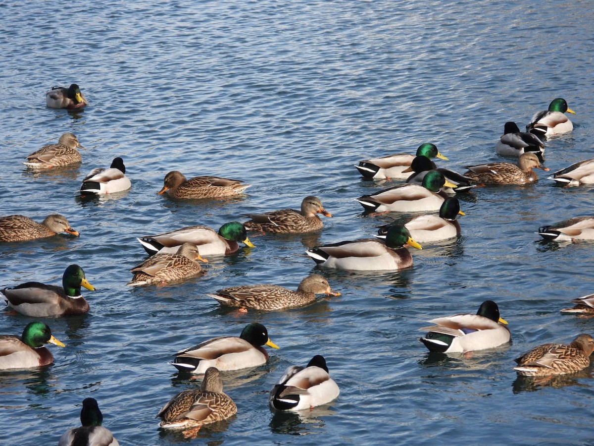 Mallard - ML646873330