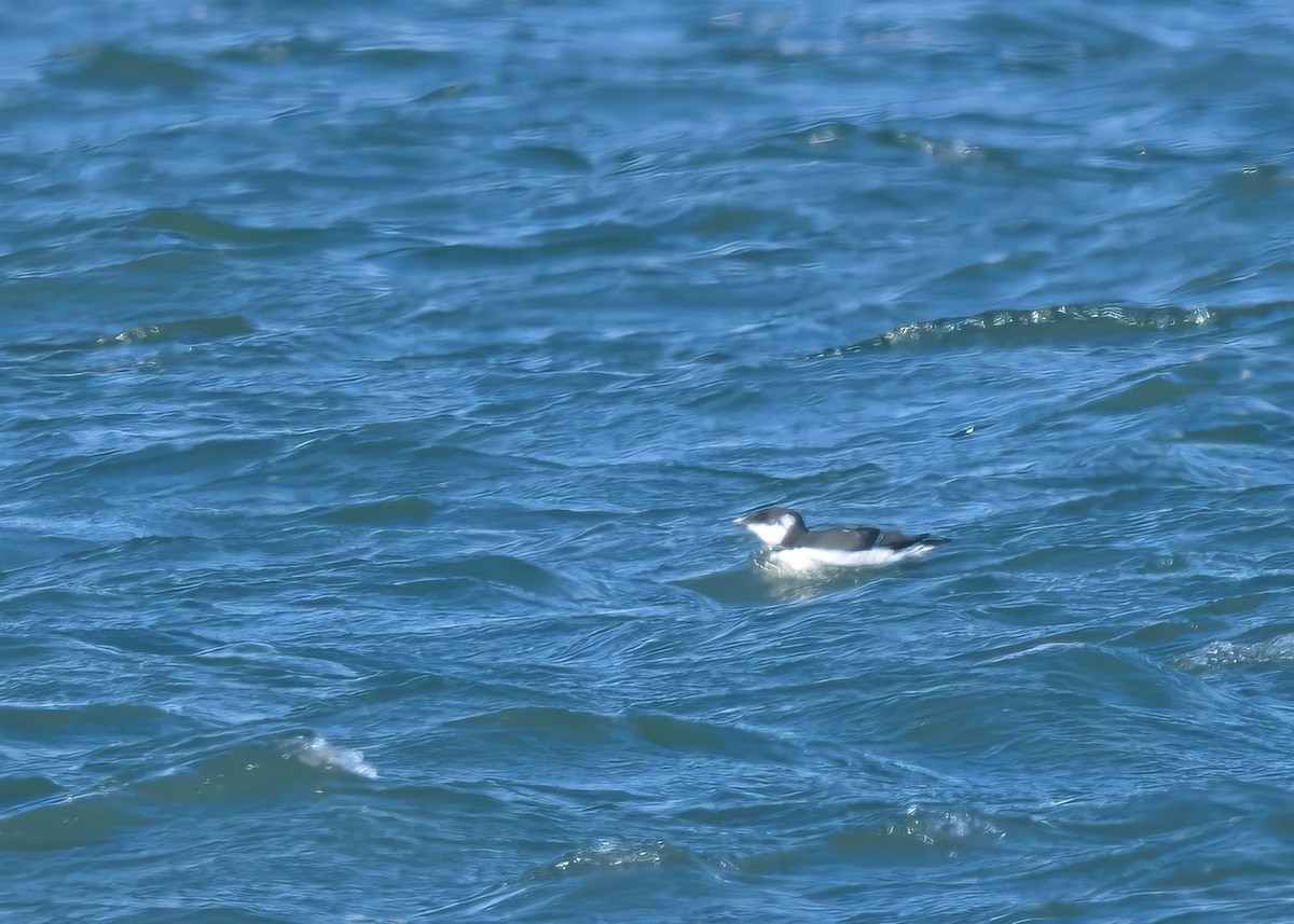 Razorbill - ML646873331