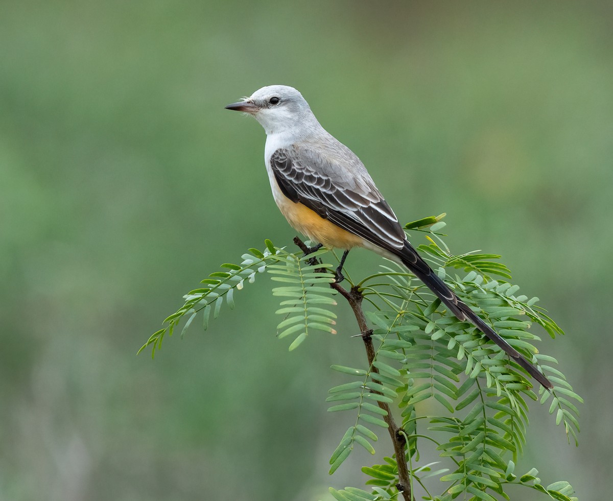 saksetyrann - ML646873333