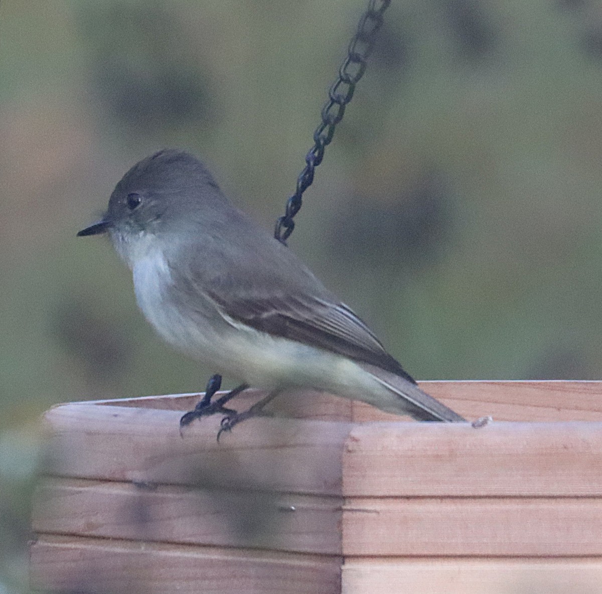 gråfibi - ML646873334