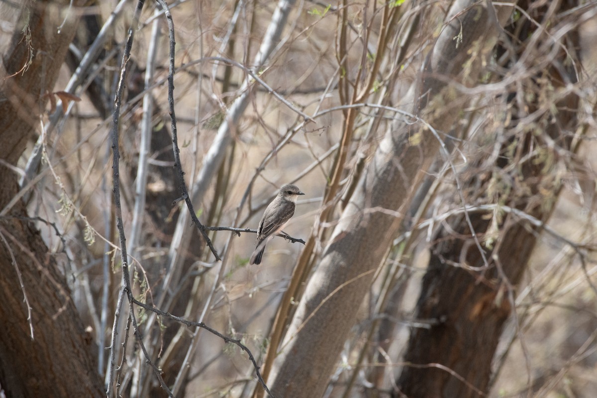 Vermilion Flycatcher - ML646873339