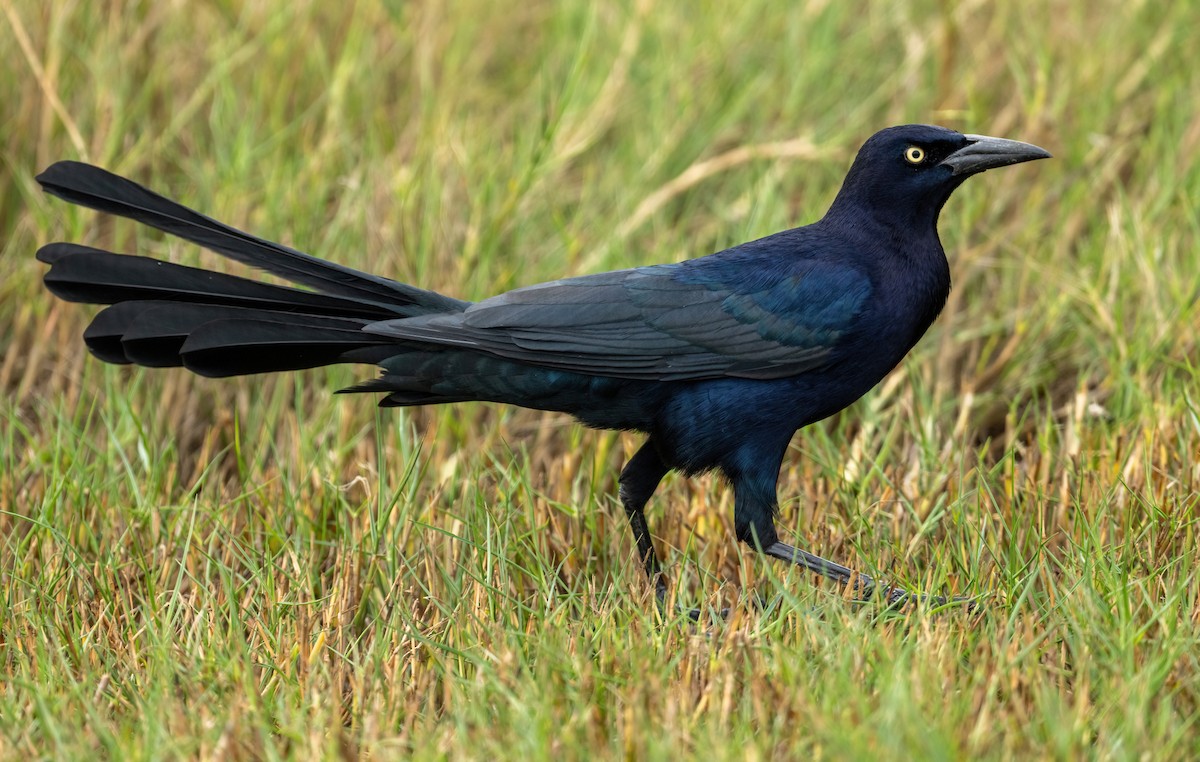 Great-tailed Grackle - ML646873343